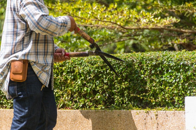 Garden Maintenance Sydenham, SE26